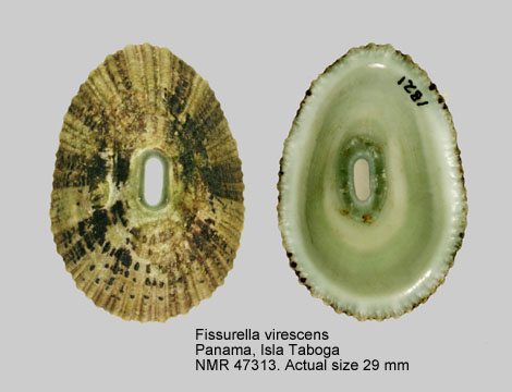 Fissurella virescens.jpg - Fissurella virescensG.B.Sowerby,1835